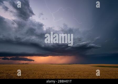 Tempesta con fulmine sul campo di grano al tramonto nel sud rurale Manitoba, Canada Foto Stock