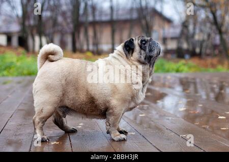 old pug si trova su un pavimento in legno nel parco autunnale Foto Stock