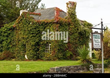 Tower House B & B casa cottage facciata coperta a Boston Ivy o Parthenocissus tricuspidata Veitchi a Killarney, County Kerry, Irlanda Foto Stock