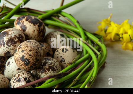 decorazione di pasqua organizzata con uova di quaglia in un nido verde di ramoscelli e fiori gialli di forsithia Foto Stock