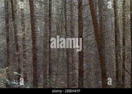 Ispessimenti: Una fitta foresta impenetrabile di giovani arcate in primavera Foto Stock