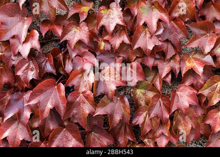 Foglie rosse su un muro in caduta Foto Stock