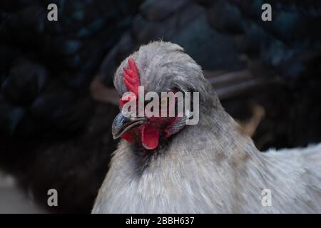 Profilo di una gallina di silkie in un coop di pollo del cortile Foto Stock