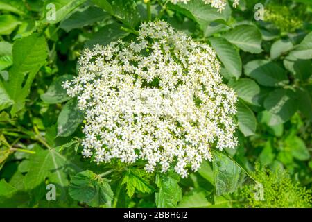 ci sono migliaia di piccole latteri tra foglie verdi. Cresceranno e creeranno il giardino perfetto. Foto Stock