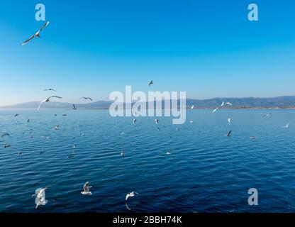 I gabbiani stanno giocando. Stanno volando ed avendo divertimento sul cielo. Stanno aspettando alcuni alimenti dalle persone Foto Stock