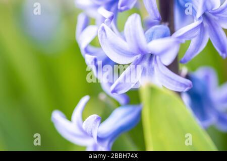Splendidi dettagli sognanti dell'giacinto comune è anche chiamato giacca blu durante la stagione primaverile in Olanda Foto Stock