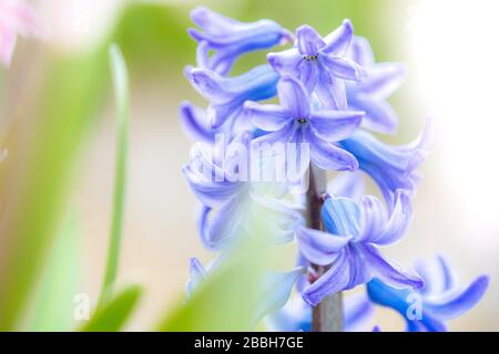 Splendidi dettagli sognanti dell'giacinto comune è anche chiamato giacca blu durante la stagione primaverile in Olanda Foto Stock