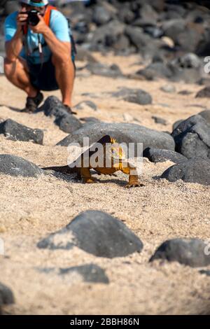 Terra Iguana Isla Seymour Norte Isole Galápagos Foto Stock