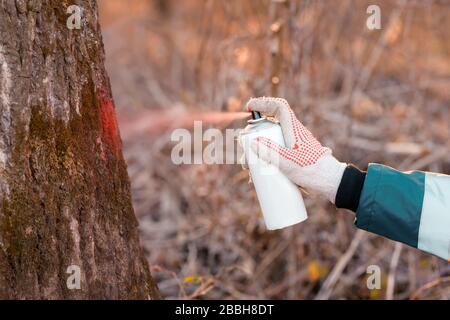 Tecnico forestale etichettatura tronco di albero per il taglio nel processo di deforestazione, forester spray pittura legno con aerosol vernice lattina Foto Stock
