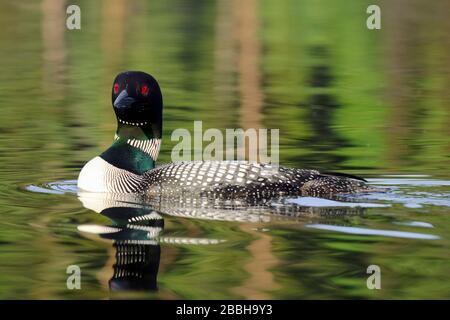 Adulto maschio Common Loon, Gavia Immer, Beaver Lake, Lake Country, British Columbia, Canada. Foto Stock