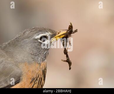 American Robin, Turdus migratorius, raccogliendo materiale di nidificazione in Saskatoon, Saskatchewan, Canada Foto Stock