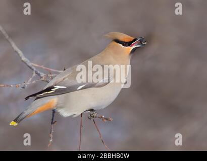 Bohémien Waxwing, Bombycilla garrulus, mangiare bacche in Saskatchewan, Canada Foto Stock