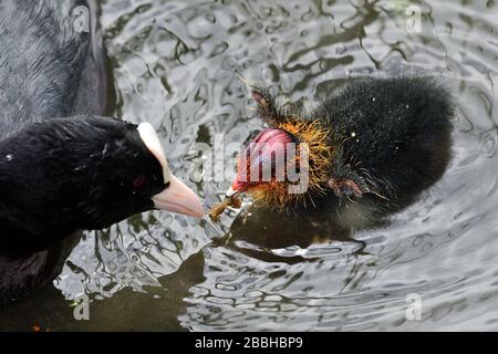 Primo piano di un piede comune (fulica atra) che alimenta è cazzo in acqua Foto Stock