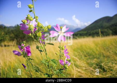 Mallow moschata specie di mallow che cresce in prati e fossati di Tian Shan aree montuose in background verde defocused Foto Stock