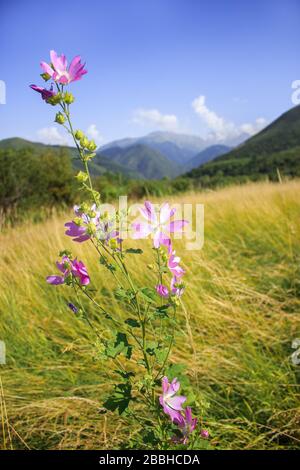Mallow moschata specie di mallow che cresce in prati e fossati di Tian Shan aree montuose in background verde defocused Foto Stock