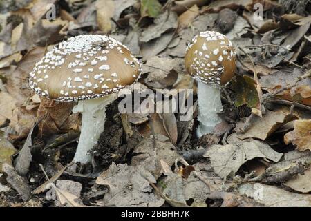 Giovani esemplari di fungo con cappuccio di pantera, Amanita pantherina, Amanitaceae Foto Stock