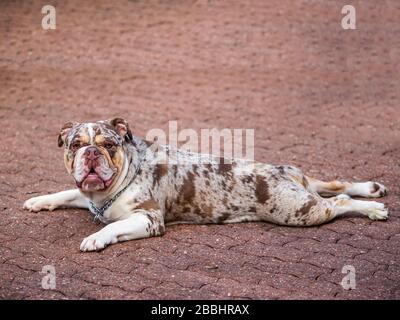 Primo piano di Merle inglese bulldog purebred. 2 anni. 38 kg. Foto Stock