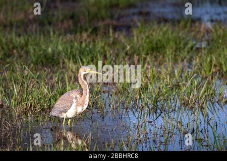 Caccia di Erone tricolore in bordo d'acqua Foto Stock