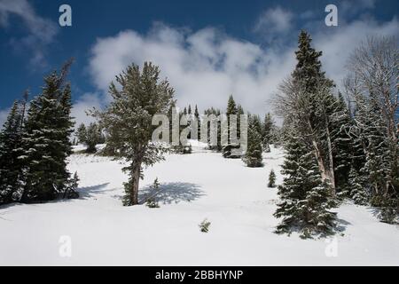 Una collina innevata e pini al Passo di Dunraven nel Parco Nazionale di Yellowstone Foto Stock