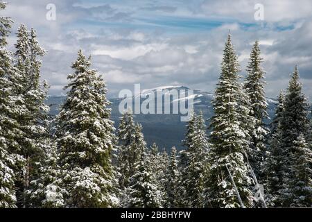 Guardando verso ovest le montagne innevate della catena montuosa di Washburn attraverso i pini innevati dal Passo di Dunraven nel Parco Nazionale di Yellowstone. Foto Stock