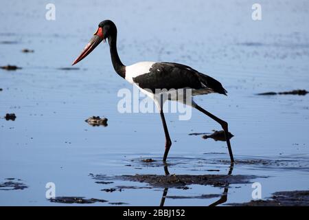 Pesca in cicogna con addebito in sella in Botswana Foto Stock