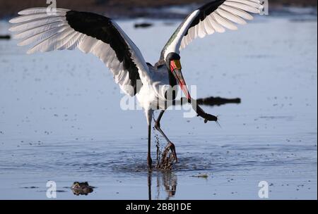 Pesca in cicogna con addebito in sella in Botswana Foto Stock