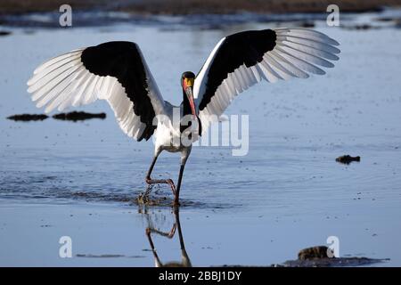 Pesca in cicogna con addebito in sella in Botswana Foto Stock