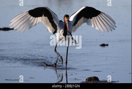 Pesca in cicogna con addebito in sella in Botswana Foto Stock