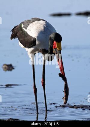 Pesca in cicogna con addebito in sella in Botswana Foto Stock