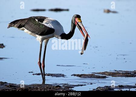 Pesca in cicogna con addebito in sella in Botswana Foto Stock