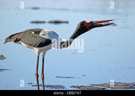 Pesca in cicogna con addebito in sella in Botswana Foto Stock