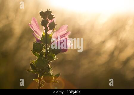 Primo piano mallow moschata specie di mallow che cresce in prati e fossati di Tian Shan aree montuose in oro colore tramonto luce sfondo Foto Stock