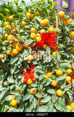 Albero di kumquat (cumquat), Giardini della Baia, Centro Citta', Marina Sud, Singapore Foto Stock