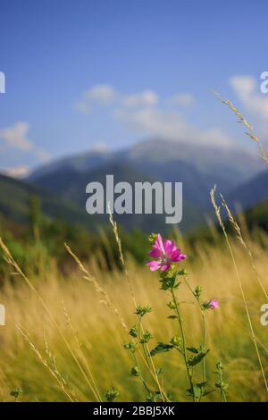 Mallow moschata specie di mallow che cresce in prati e fossati di Tian Shan aree montuose in background verde defocused Foto Stock