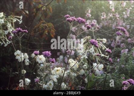 Verbena bonariensis e Anemone x ibrida 'Honorine Jobert' Foto Stock