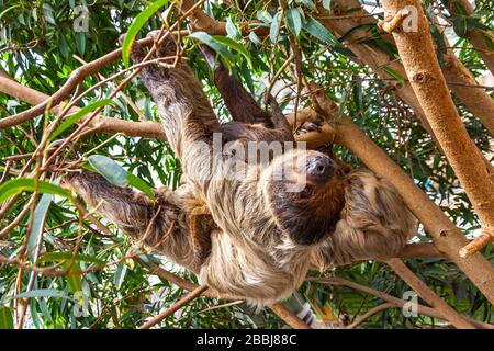 Cute bruna-throtated tre-toed sloth che strisciare su un albero Foto Stock