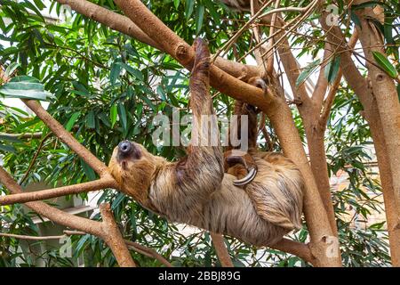 Cute bruna-throtated tre-toed sloth che strisciare su un albero Foto Stock