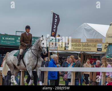 Mostra un ponticello su un cavallo bianco al Great Yorkshire Show Foto Stock