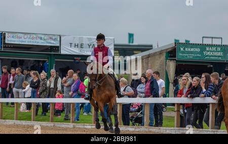 Mostra un ponticello su un cavallo al Great Yorkshire Show Foto Stock