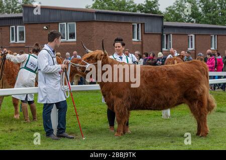 Highland Cattle in Parade Ring al Great Yorkshire Show Foto Stock