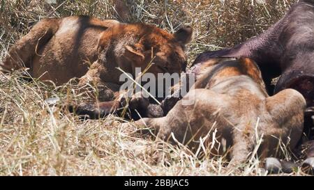 chiudi la clip di leoni che si nutrono di un bufalo a serengeti Foto Stock