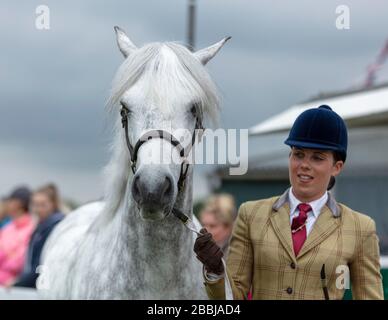 Mostra un ponticello accanto al cavallo bianco al Great Yorkshire Show Foto Stock