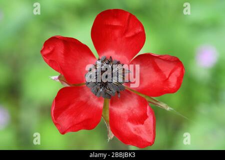 Rosso Buttercup fiore selvatico Foto Stock