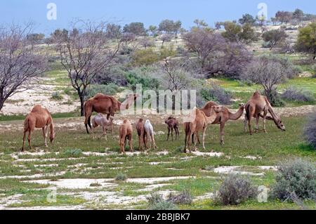Mandria di cammelli nel Negev durante la primavera, Israele Foto Stock