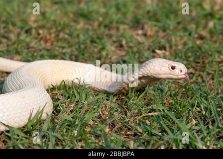 Cobra bianco su erba in primo piano Foto Stock