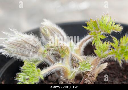 Pulsatilla vulgaris con nuove foglie e boccioli di fiori all'inizio della primavera. Un ceppo che forma diciidua perenne che è completamente hardy. Foto Stock