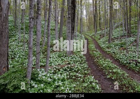 Stagione di Trillium Foto Stock