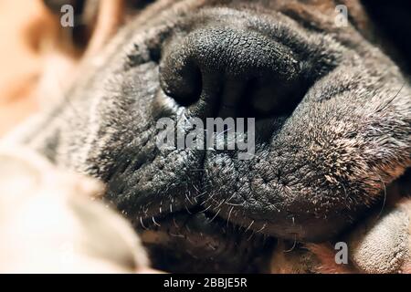 Primo piano boxer cane naso ritratto. Tedesco Boxer o Deutscher Boxer. Cute cane dorato fawn. Triste e loneliness animale domestico concetto. Foto Stock