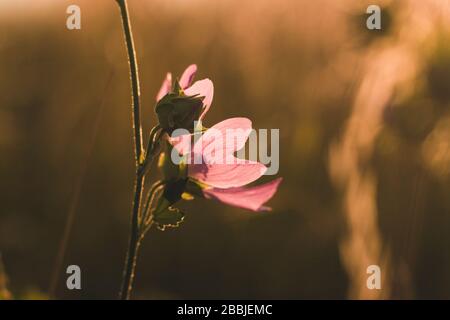 Primo piano mallow moschata specie di mallow che cresce in prati e fossati di Tian Shan aree montuose in oro colore tramonto luce sfondo Foto Stock