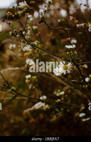 Primo piano di Wild Oxeye Daisies in crescita sul bordo di un campo Foto Stock